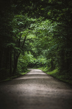 Dirt road through lush green forest in national forest in Maine.