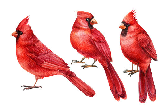 Red Cardinals, Birds Set On White Isolated Background. Watercolor Drawings