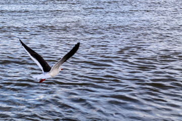 seagull on the water
