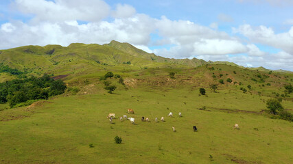 Fototapeta na wymiar Cows graze in the mountain meadows. Green hills and blue sky with clouds. Beautiful landscape on the island of Luzon, aerial view.