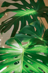 Sunlight on the monstera leaves. Beautiful Tropical Monstera leaf in home. 