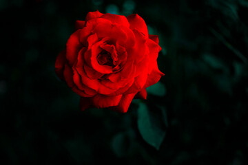 single red rose