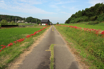 両サイドに咲いた真っ赤なヒガンバナの道