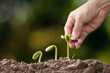 hand of a farmer giving fertilizer to young green plants / nurturing baby plant with chemical fertilizer on green bokeh background