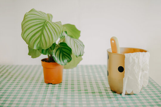Gardening or planting concept: Plant, soil, gloves and seramic flower bot. Stylish composition of home garden interior filled a lot of beautiful plant.