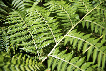 Green fern