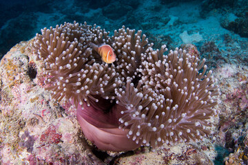 Anemone on the Reef