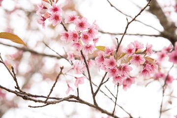 Beautiful cherry blossom or sakura in spring time over  sky