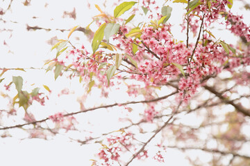 Obraz na płótnie Canvas Beautiful cherry blossom or sakura in spring time over sky