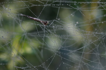 pajęczyna w słoneczny poranek