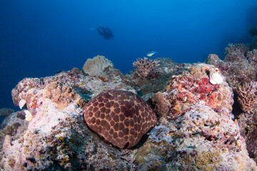 Fototapeta na wymiar A pin cushion Starfish on the reef