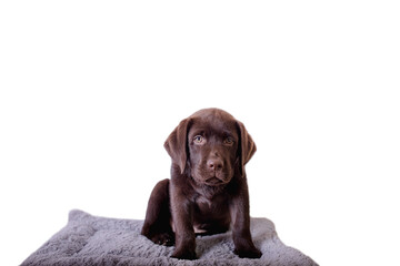 Closeup portait brown Labrador retriever  puppy sitting on a soft mat isolated on white.