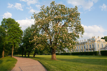 Blooming pink and white chestnut in sunny garden