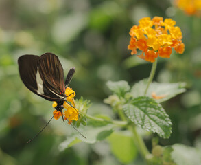 Colorful Tropical butterflies perched on twigs and leaves