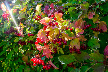 Red viburnum. Ripe viburnum berries on a bush