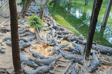 Fototapeta premium Many crocodiles laying on the shore