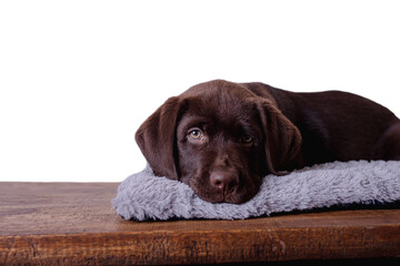 Closeup portrait chocolate puppy Labrador retriever lying down a mat in a wooden table with white background.