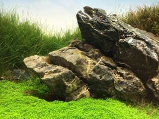 水槽の中の熱帯魚