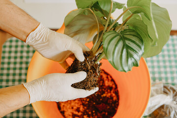 Hand is transplanting a plant a into a new pot at home. Diseases of plants. Limp leaves, rotting of the root system.