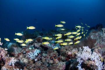 Fototapeta na wymiar Yellow fish swim over the reef