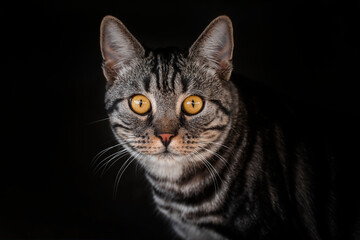 Beautiful tabby cat with yellow eyes on a black background