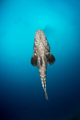 A Large potato cod swims over the sand