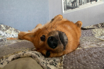 Adult red dog lies on the bed on his back