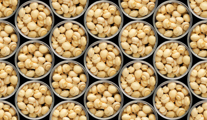 Seamless food background of flat lay view at opened tin cans with button mushrooms isolated on black background. Clipping path added