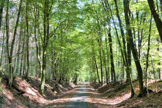 Path through the forest. A narrow road leads straight through a dense, green forest. The sunlight creates shadows in the whole area.