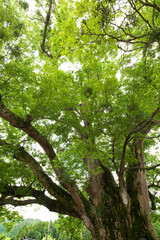 野間の大ケヤキ