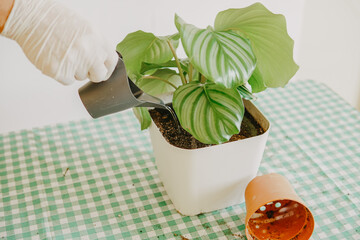 Pouring a plant from hand in home. Gardening and watering plants. Making homework. Domestic life concept. Watering newly changed soil plant in home. Watering orbifolia. 