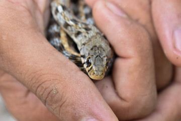 A MAN IS HOLDING A SMALL SNAKE IN HIS HAND 