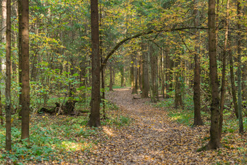 Path in autumn forest among trees in fall season