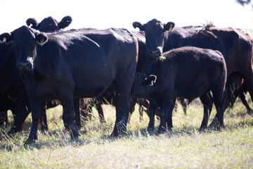 Angus en el campo pampeano