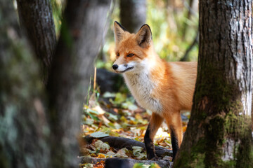 Naklejka na ściany i meble Fox in forest in autumn leaves.