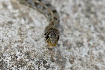 A SMALL SNAKE WITH A WHITE BACKGROUND 
