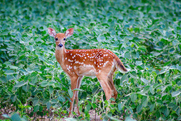 White-tailed Fawn in a soybean field during summer, selective focus, background blur, foreground blur
