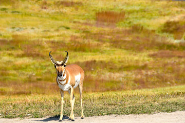Pronghorn or Antelope at Custer State Park, South Dakota