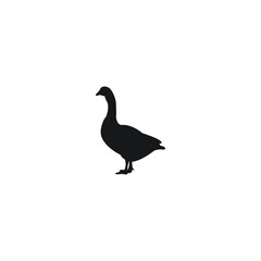 Obraz premium duck isolated on white background