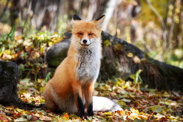 Cute Red Fox in forest.