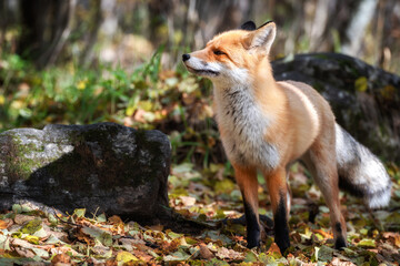 Naklejka na ściany i meble Cute Red Fox in forest.