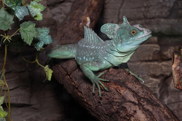 Fototapeta premium Green chameleon with yellow eyes 2