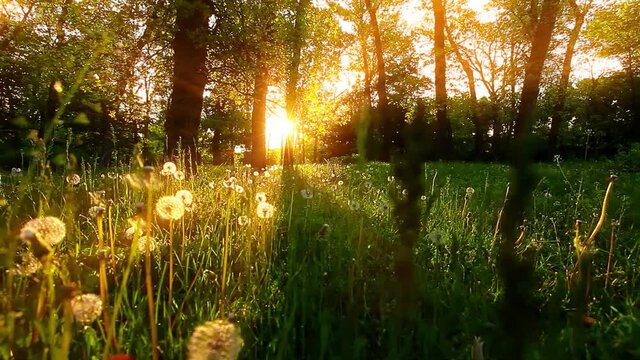 morning in a forest slow motion