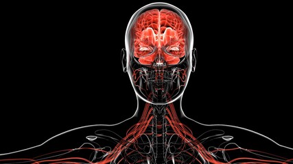 Obraz na płótnie Canvas Human brain and anatomy physiology.3D