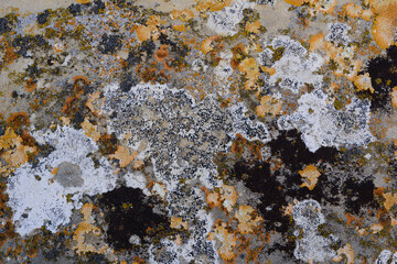 lichen covered stone