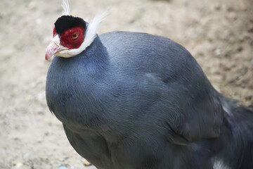 The blue eared pheasant (Crossoptilon auritum) is a large dark blue-grey pheasant with velvet black crown, red bare facial skin, yellow iris, long white ear coverts behind the eyes, and crimson legs.