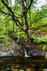 Fototapeta premium Lake District stream