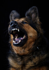 German Shepherd Dog showing teeth