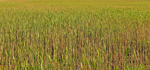 Thickets of grass in a waterlogged coastal area