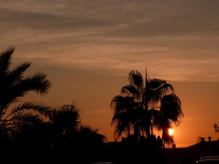 Fototapeta na wymiar sunset and palms